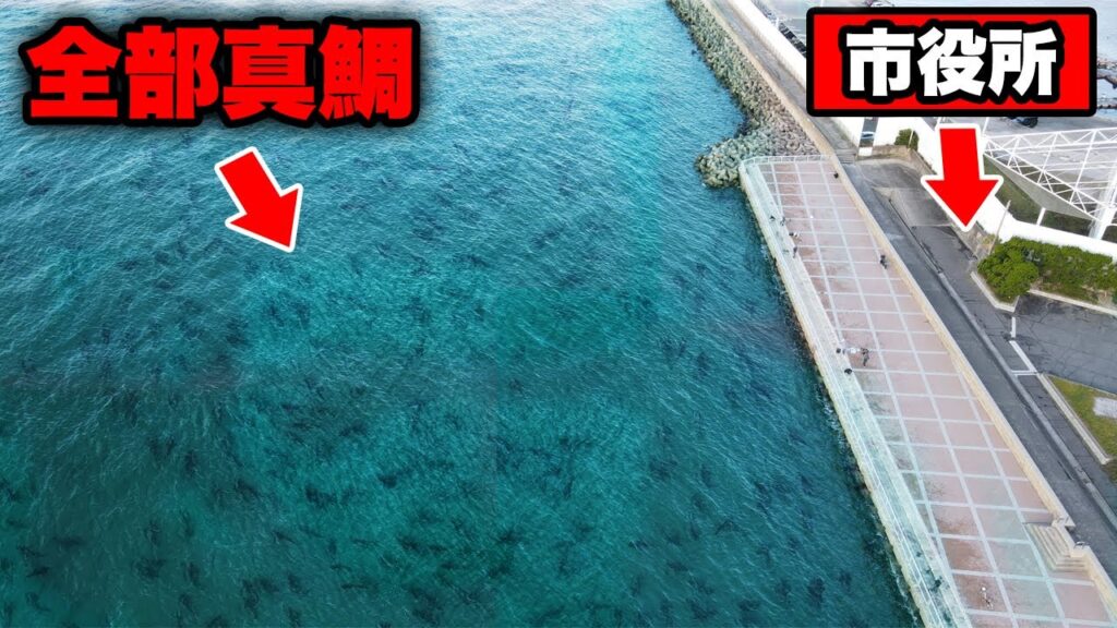 【衝撃のラスト】高級魚・明石のブランド真鯛が大量発生中・入れ食い状態に。巨大真鯛を確実に仕留める遠投カゴ釣りの極意。誰でも100％釣れるテクニックを徹底解説。