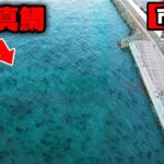 【衝撃のラスト】高級魚・明石のブランド真鯛が大量発生中・入れ食い状態に。巨大真鯛を確実に仕留める遠投カゴ釣りの極意。誰でも100％釣れるテクニックを徹底解説。