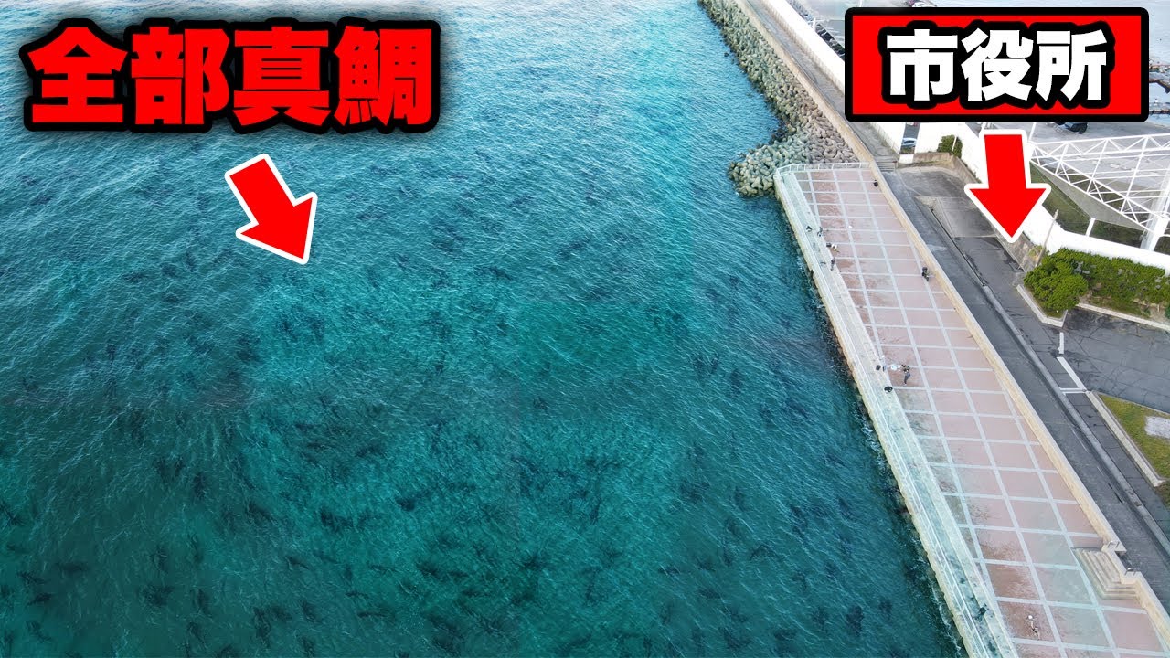 【衝撃のラスト】高級魚・明石のブランド真鯛が大量発生中・入れ食い状態に。巨大真鯛を確実に仕留める遠投カゴ釣りの極意。誰でも100%釣れるテクニックを徹底解説。