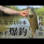 【バス釣り】日本一釣れる川で100本釣れ！【スモールマウスバス】