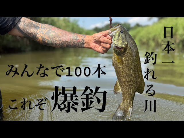 【バス釣り】日本一釣れる川で100本釣れ！【スモールマウスバス】