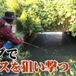 荒井謙太が印旛沼水系で秋のトップゲームを展開！ 1/2 『トップ道 27』【釣りビジョン】