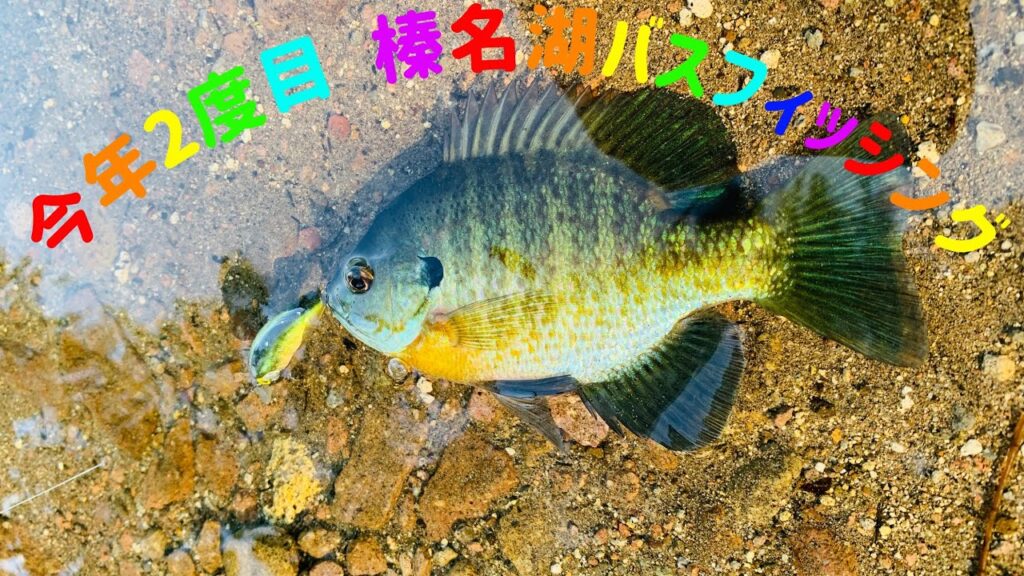 今年2度目 榛名湖バスフィッシング【#榛名湖 #フィッシング #群馬 #釣り】