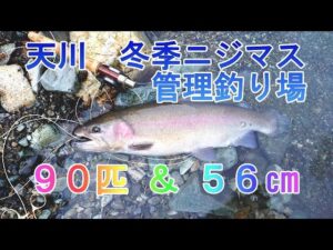 奈良県 天川 冬季ニジマス管理釣り場 フライフィッシング釣行(2023年11月)