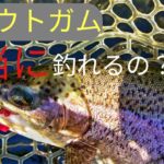 【エリアトラウト】検証！トラウトガム2024管理釣り場で爆釣できるフライは本当か?!片品川国際マス釣場