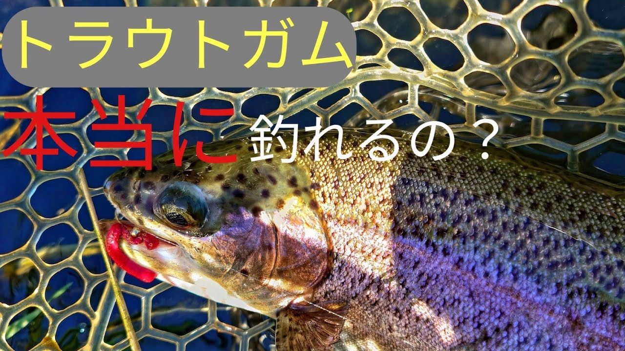 【エリアトラウト】検証!トラウトガム2024管理釣り場で爆釣できるフライは本当か?!片品川国際マス釣場