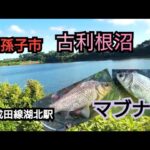 葛飾クチボソ釣行2025-07-30古利根沼マブナ