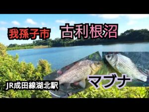 葛飾クチボソ釣行2025-07-30古利根沼マブナ