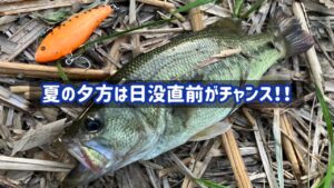 印旛沼中央排水路の真夏の夕まずめ日没直前チャンス！2025年✨