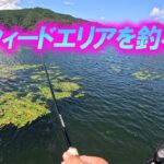 【桧原湖バス釣り】2025-8-13 ウィードエリアを釣る！下町メンバージャッカルさんと釣りです！