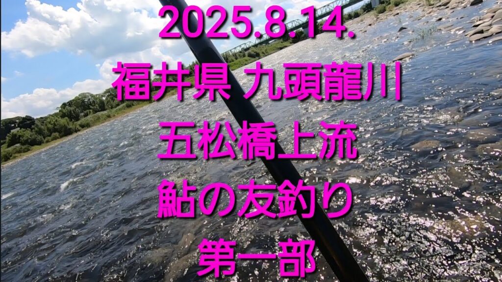2025.8.14.福井県 九頭龍川 鮎釣り 第一部