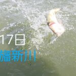 印旛沼水系　印旛新川バス釣り　ゲーリーありがとう2025.8.17
