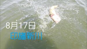 印旛沼水系　印旛新川バス釣り　ゲーリーありがとう2025.8.17