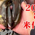 米代川で鮎釣り 2025.8.3 ゲリラ豪雨の恩恵を受けに鹿角地区へ