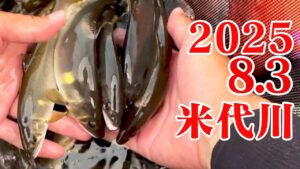 米代川で鮎釣り 2025.8.3 ゲリラ豪雨の恩恵を受けに鹿角地区へ