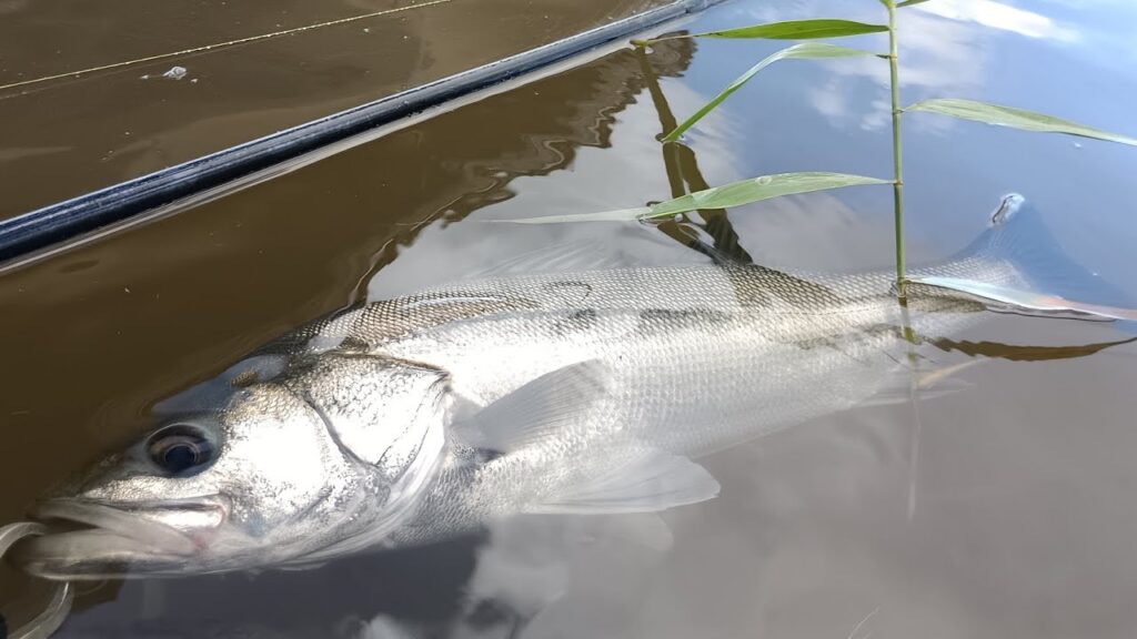 十三湖シーバス　2025年8月　夏のリバーシーバス！　♯青森　♯青森釣り　♯シーバス ♯リバーシーバス　♯十三湖 ♯釣り