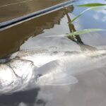 十三湖シーバス　2025年8月　夏のリバーシーバス！　♯青森　♯青森釣り　♯シーバス ♯リバーシーバス　♯十三湖 ♯釣り