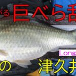 津久井湖・名手ワンド　へら鮒釣り　2025年8月