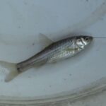 【タナゴ釣り 小物釣り】田んぼの間を流れる用水路で小物釣り 2025年8月上旬