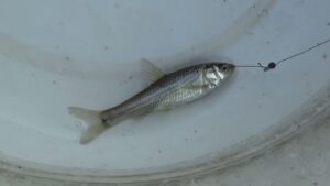 【タナゴ釣り 小物釣り】田んぼの間を流れる用水路で小物釣り 2025年8月上旬