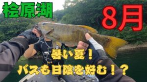 【桧原湖バス釣り】2025/8/16桧原湖横断！ウィードエリア、赤土、倒木。釣り周る🎣✨