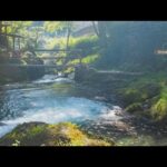 東京・奥多摩町でクマ被害　渓流釣りの男性が襲われけが　付近にキャンプ場も【知っておきたい！】【グッド！モーニング】(2025年8月24日)