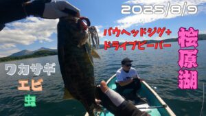 【桧原湖バス釣り】2025/8/9エビ・虫・ワカサギ。場所によってパターンを変えると釣果アップ🔥✨