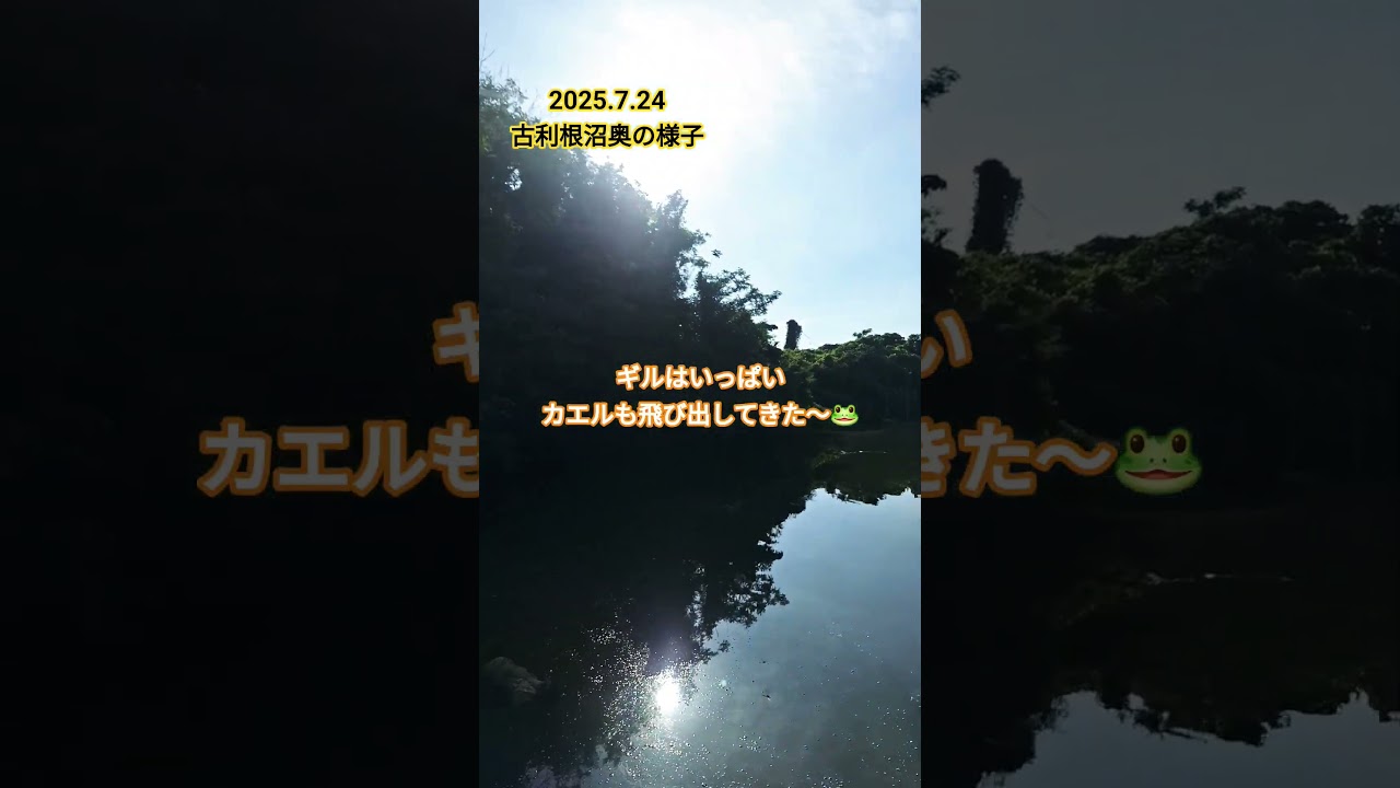 ７.24 古利根沼奥の方の様子 #バス釣り　#トップウォーター