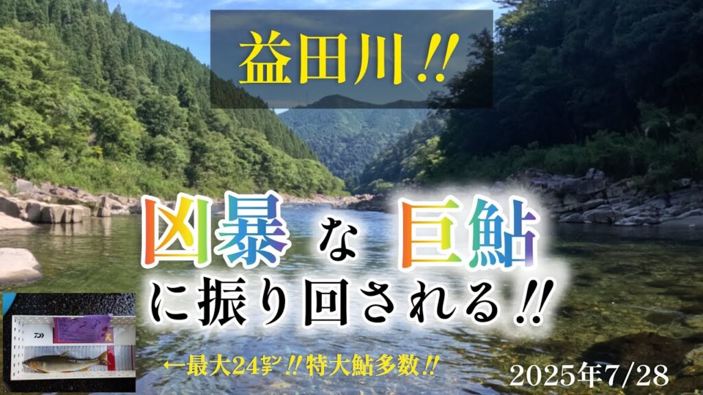 益田川‼️凶暴な巨鮎に振り回される‼️最大24㌢‼️特大鮎多数‼️2025年7/28