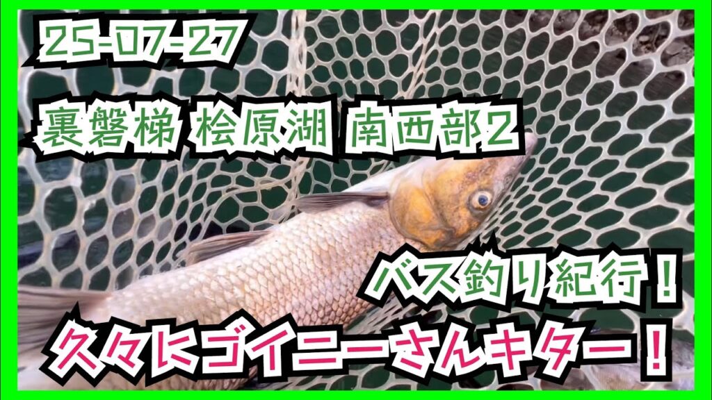 25-07-27 裏磐梯 桧原湖 南西部2 バス釣り紀行！久々にゴイニーさんキター！