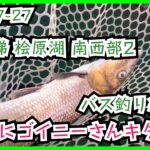 25-07-27 裏磐梯 桧原湖 南西部2 バス釣り紀行！久々にゴイニーさんキター！