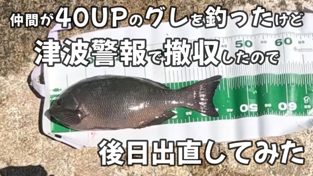 【浜名湖　釣り】仲間が40UPのグレを釣ったけど 津波警報で撤収したので 後日出直してみた