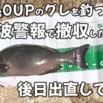 【浜名湖　釣り】仲間が40UPのグレを釣ったけど 津波警報で撤収したので 後日出直してみた