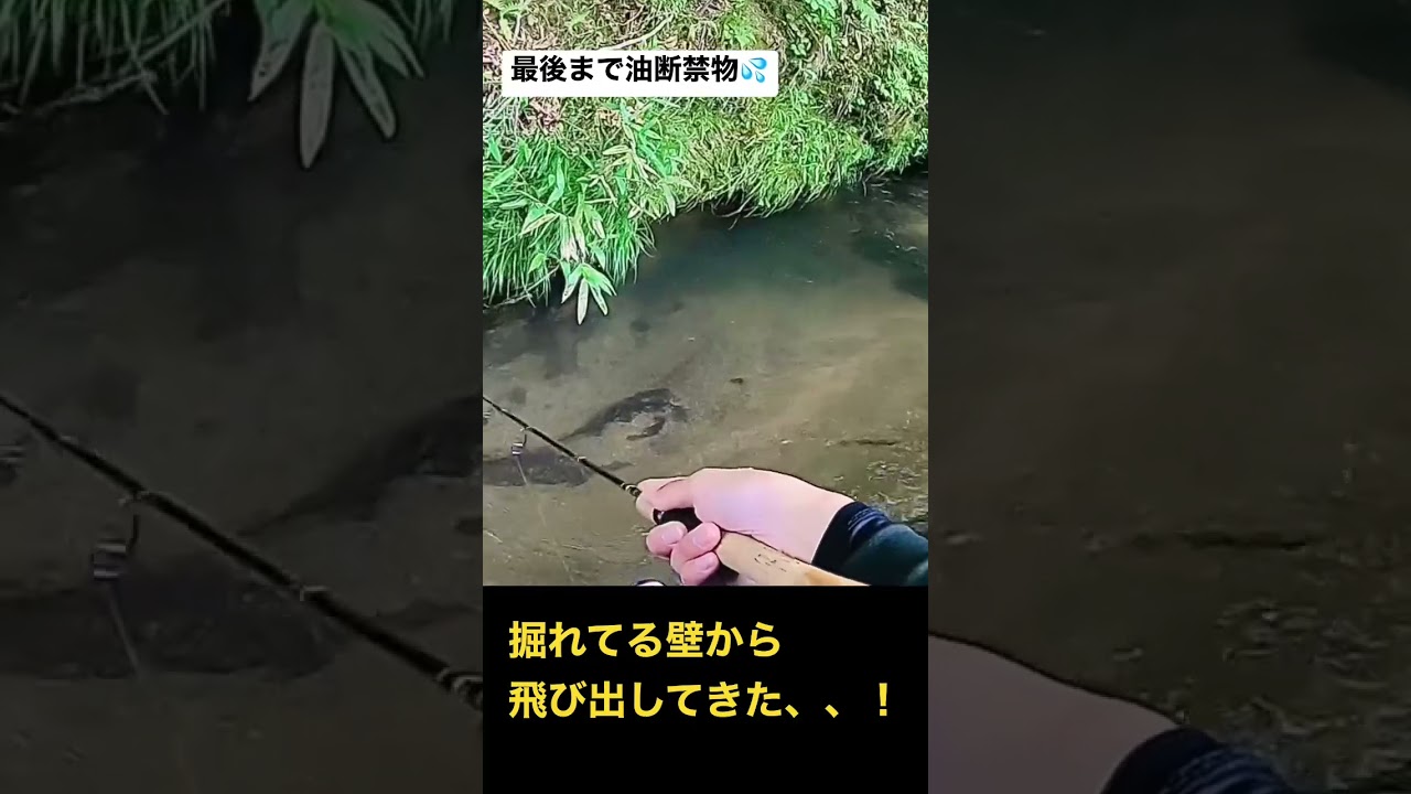 最後まで油断禁物？！　#渓流ルアー#イワナ#ジャクソン#カワセミラプソディ#メテオーラ#奏50S#19ストラディック#fishing#troutfishing