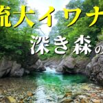 深き藪の奥地に潜む“源流大イワナ”を追う｜5泊6日の車中泊渓流釣り遠征釣行