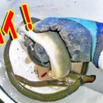 真夏の川で6本竿！良型ウナギが連発　【うなぎ釣り】