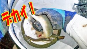 真夏の川で6本竿!良型ウナギが連発 【うなぎ釣り】