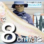 神奈川で78cmだと？放流魚専門雑魚釣り師が本領発揮【エリアトラウト】【管理釣り場】【リヴァスポット早戸】