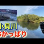 8月下旬 気温３６度 夕まずめ 小貝川 バス釣り 霞ヶ浦