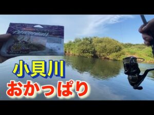 8月下旬 気温36度 夕まずめ 小貝川 バス釣り 霞ヶ浦