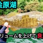【桧原湖バス釣り】いつもよりワームのボリュームを上げると良型連発！【8月】