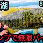 ハンプで無限バイト！【桧原湖バス釣り】【8月中旬】