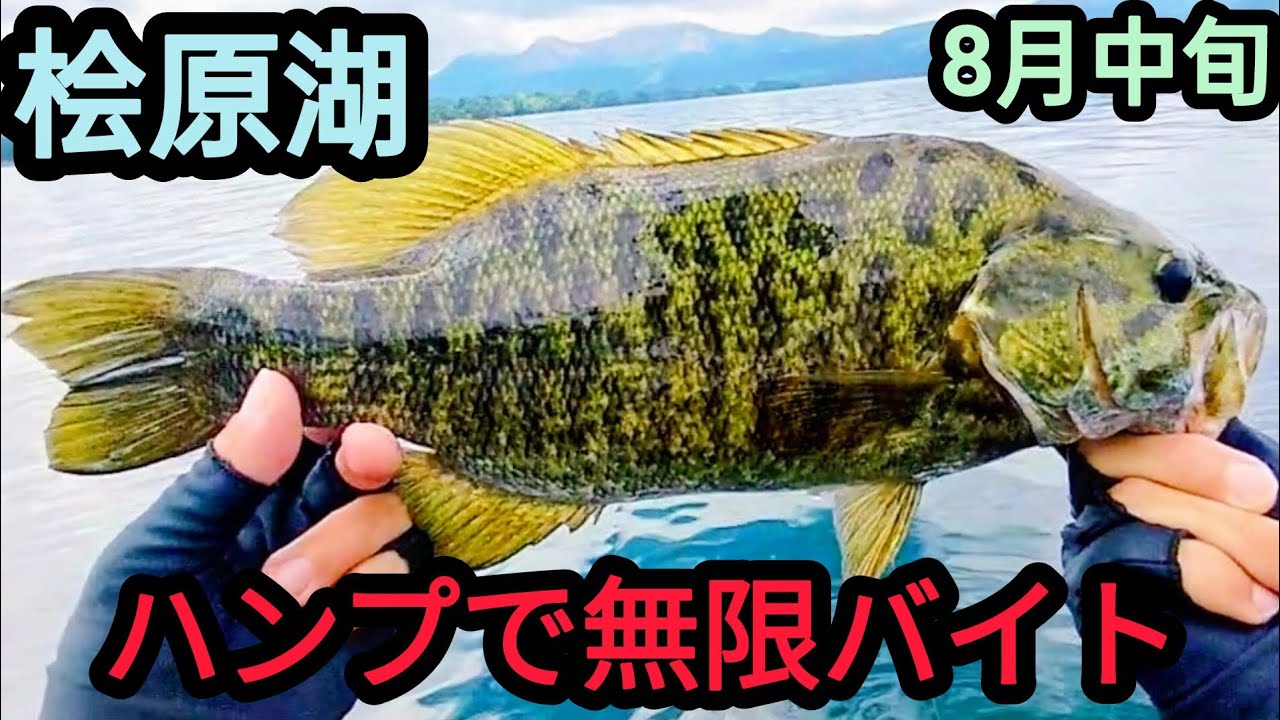 ハンプで無限バイト！【桧原湖バス釣り】【8月中旬】