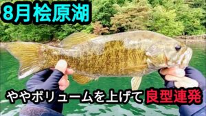 【桧原湖バス釣り】いつもよりワームのボリュームを上げると良型連発！【8月】