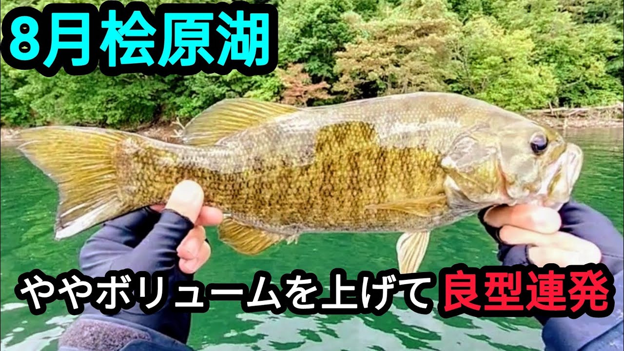 【桧原湖バス釣り】いつもよりワームのボリュームを上げると良型連発！【8月】