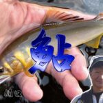 8月1日　神通川　鮎