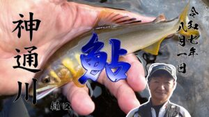 8月1日　神通川　鮎