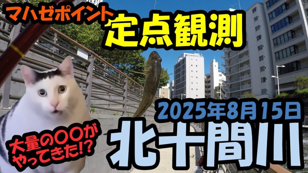 【ハゼ釣り】釣り部!#83マハゼポイント定点観測【2025年8月15日北十間川】