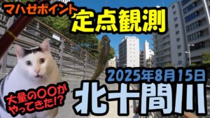 【ハゼ釣り】釣り部!#83マハゼポイント定点観測【2025年8月15日北十間川】