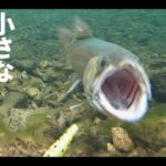 管理釣り場でミノーだけ、厳冬期の小さな怪獣イワナの水中ヒットシーン【Eng Subs】 #エリアトラウト #管理釣り場 #エリアミノーイング